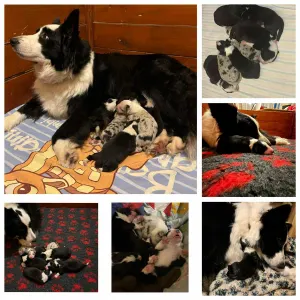 Border Collie - Gracy