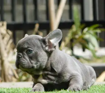 Francouzský buldoček - Chloe