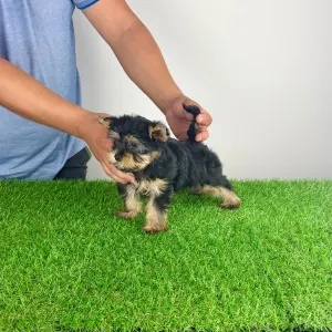 Yorkshire Terrier - Dora