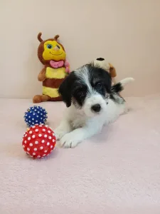 Jack Russell Terrier - Joyful Jack Claire