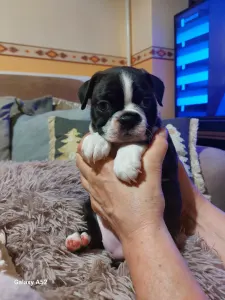 Boston Terrier - Üstökös ( Comet )