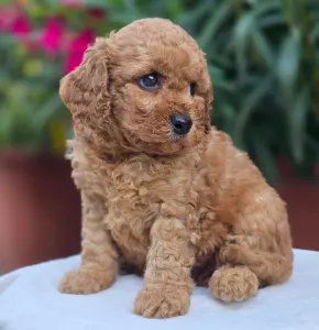 Cavapoo - Amigo