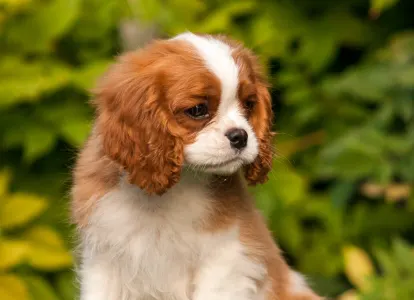 Cavalier king Charles spaniel - Erdőszéli Ezüstcsillag