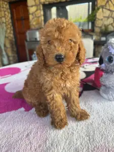 Poodle Miniature - Red