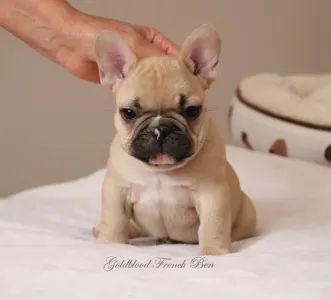 Francia bulldog - Ben