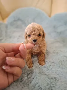 Maltipoo - Maltipoo Toy F