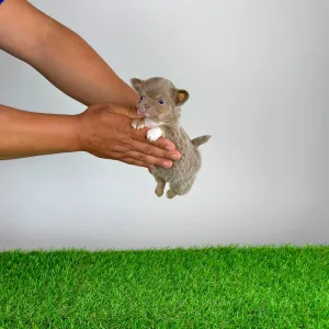 Chihuahua - Hurry