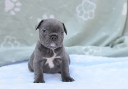 Francouzský buldoček - Magnus