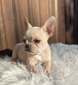 French Bulldog - Susan