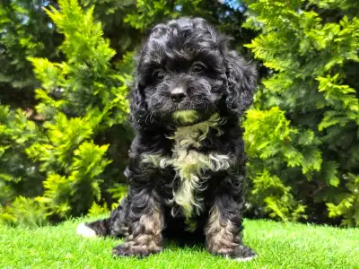 Cavapoo - Fonsi