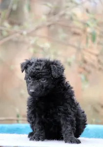 Mudi - Pörgelóci Selyem