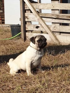 Amstaff - Ballószögi Barka