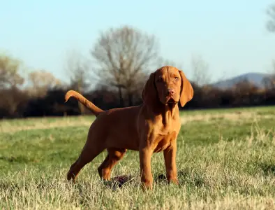 Kurzhaariger Ungarischer Vorstehhund - Pörgelóci Land Rover