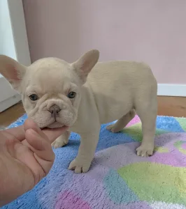 Bulldog francez - Elsa