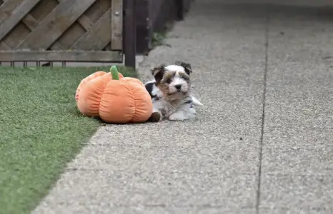 Biewer Terrier - Quartz