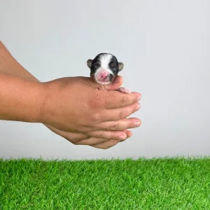 Biewer Terrier - Ferrero