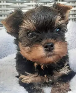 Yorkshire Terrier - Sheldon