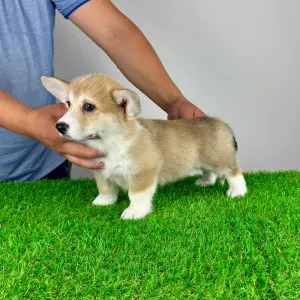 Welsh Corgi Pembroke - Rina