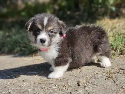 Welsh Corgi Pembroke - Léna