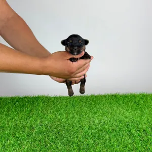 Yorkshire Terrier - Blitzy