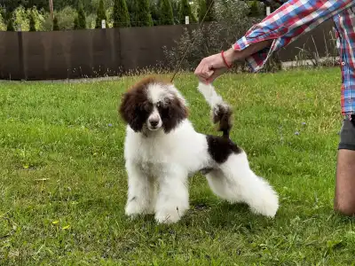 Toy uszkár - Amore ( Dark Brown Particolor ) Dwarf Poodle