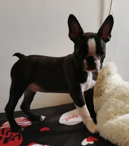 Boston Terrier - Wide Wings Brownie