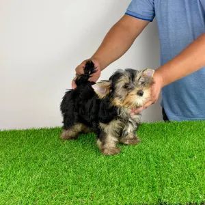 Yorkshire Terrier - Zonky