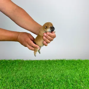 Shiba - Sora