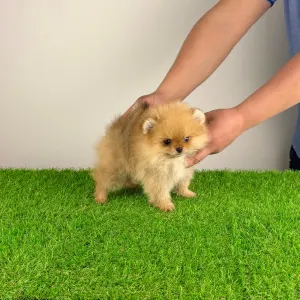 Pomeranian - Vesta