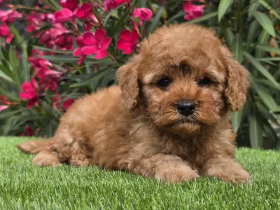 Cavapoo - Johanna