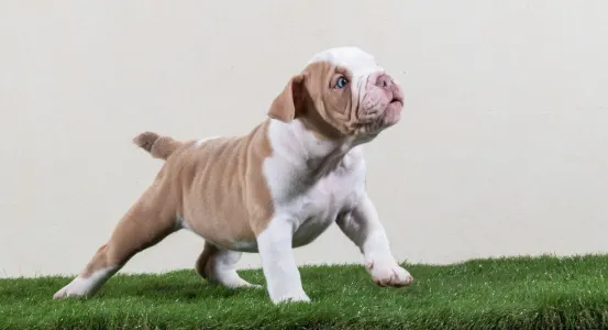 Amerikai Bully - Exotic - American Bully Hot & Top