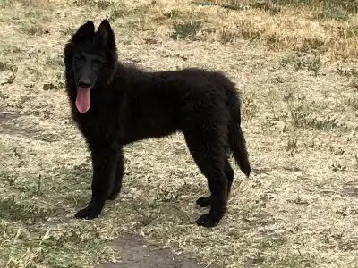 Belgian Shepherd Dog - Gerőcsvári Freya