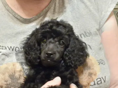 Törpe uszkár - Ajda