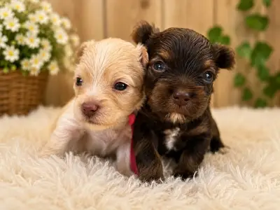 Yorkshire Terrier - Lyana