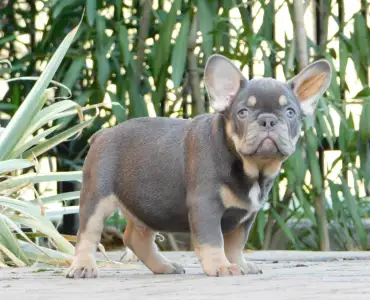 Francuski buldog - Gerald