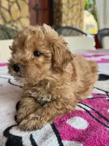 Pudla - patuljasta - Chloe