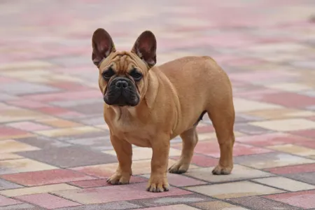 Französische Bulldogge - Uriel