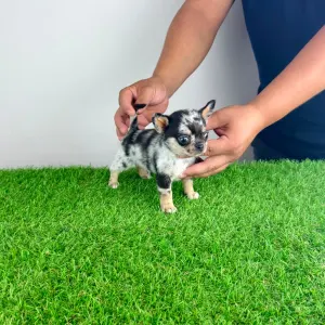 Chihuahua - Lido