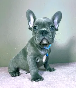 French Bulldog - Martin