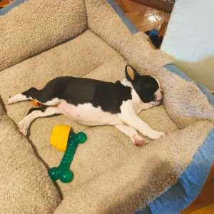 Boston Terrier - Lara