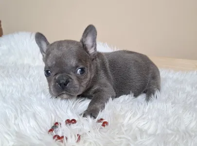French Bulldog - Zoé