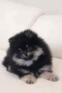 Pomeranian - Astarea 