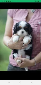 Cavalier King Charles Spaniel - Redstone Cavalier