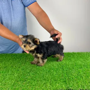 Yorkshire Terrier - Wolke