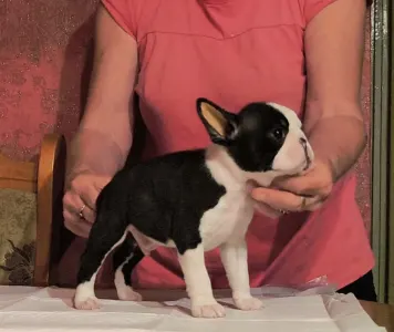 Boston Terrier - Malachi