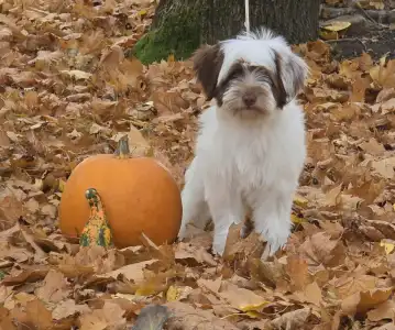 Tibetan Terrier - James Bond
