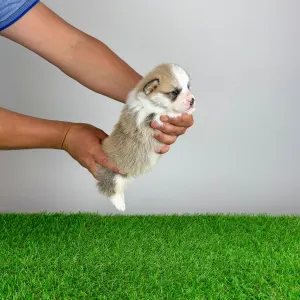 Pembroke Welsh Corgi - Zarek