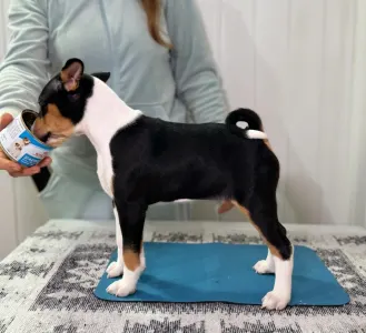 Basenji - Perfect Check Lucky Alien 