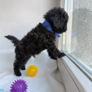 Той-пудель - Ricardo Royal Legend Of Kamis