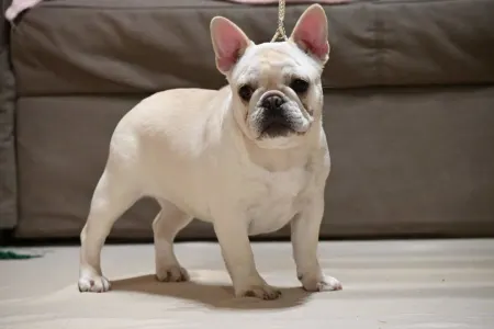 French Bulldog - Asia